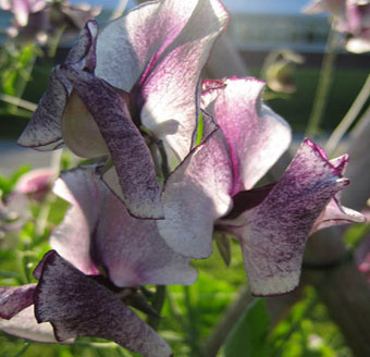 Lathyrus Odoratus